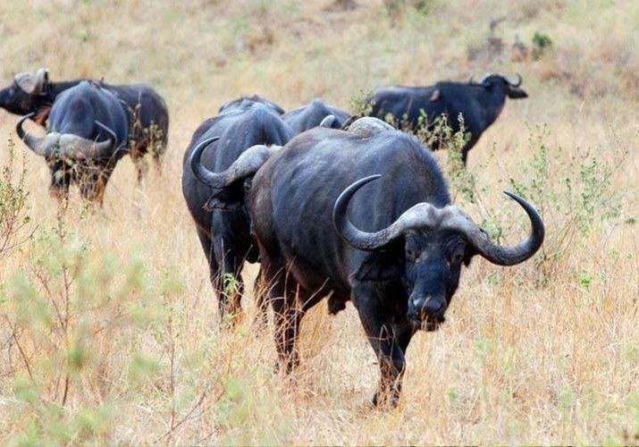 Buffaloes, Kenya